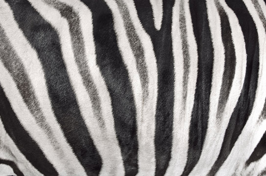 the structure of hide of zebra