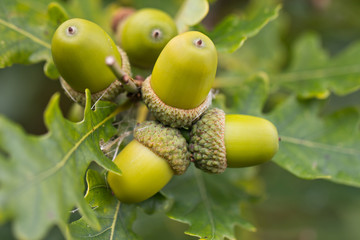 Acorns