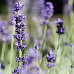 Obraz premium lavendel 54