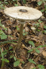 Parasol mushroom