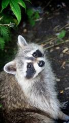 Crouching Raccoon Staring At The Camera in Montreal