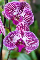 Beautiful orchid - phalaenopsis