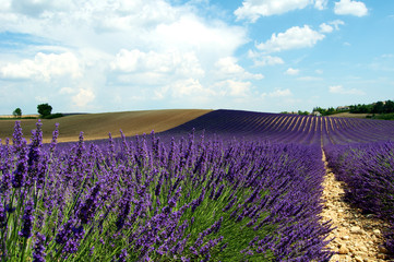 Lavender field in the french provence