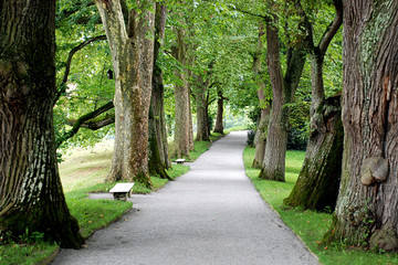 Obraz premium Baumallee