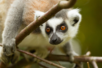 Ring-tailed lemur (Lemur catta)