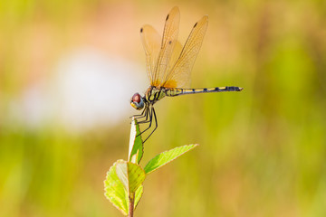 Dragonfly