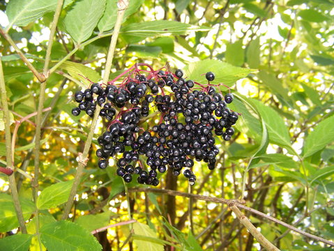 Holunderbeere