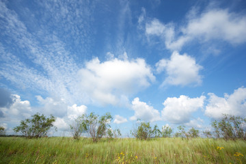 Beautiful sky, field with high grass