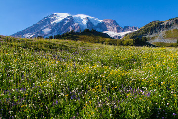 Colorful meadows