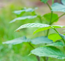 Spider on the green leaves of wild raspberries