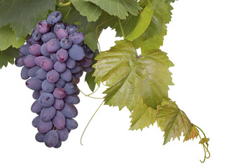 Obraz premium Red bunches of grape