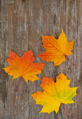 Naklejka na ściany i meble Herbstblätter