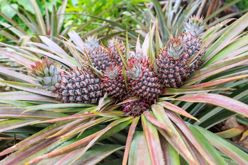 Colorful of the Little Pineapple