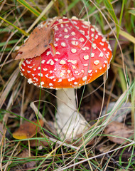 fly agaric with autumn leaf vertical