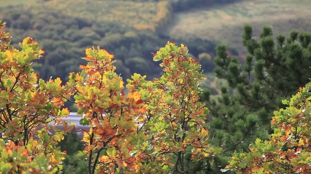 Baumkronen und Landschaft im Herbst
