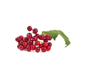 red viburnum isolated