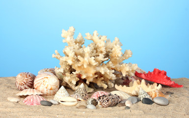 Obraz na płótnie Canvas Coral Sea z muszli na niebieskim tle makro