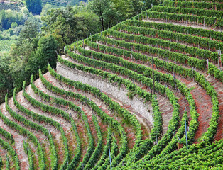 Cossano Belbo (Piedmont, Italy): landscape of Langhe