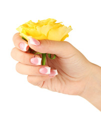 Yellow rose with woman's hand on white background