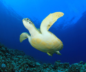 Obraz na płótnie Canvas Green Sea Turtle podwodna