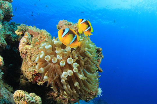 Pair of Clownfish in Anemone