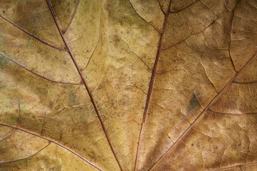 Close up of Autumn Leaf