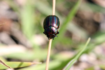 Regenbogen-Blattkäfer (Chrysolina cerealis)