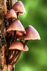 Mycena inclinata mushroom growing on a tree - 45797411