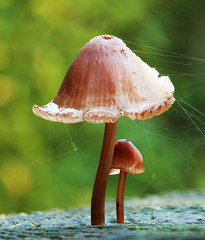Baby mushroom protected by parent mushroom