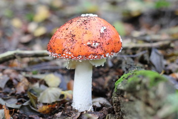 Fliegenpilz im Reinhardswald