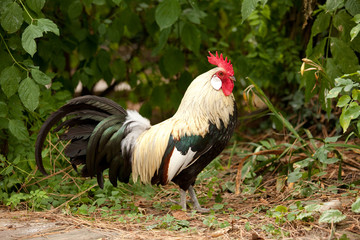 Gallo