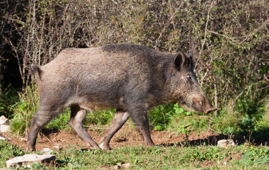 Sanglier en pleine nature