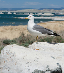 Large Seagull