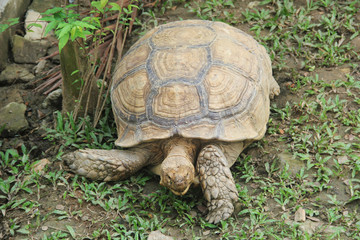 A giant Galapagos tortoise