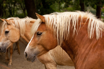 Cavallo