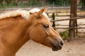 Naklejka premium Cavallo