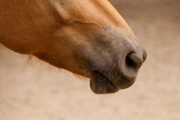 Cavallo
