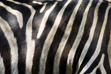 Rolgordijnen Zebra skin © mayabuns