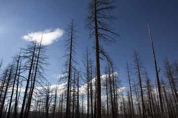 Burned forest in Bryce Canyon National Park