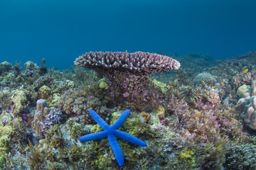 bright blue starfish on a reef