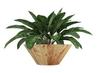 Dieffenbachia with variegated leaves