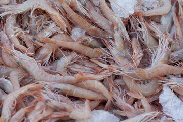 fresh shrimps