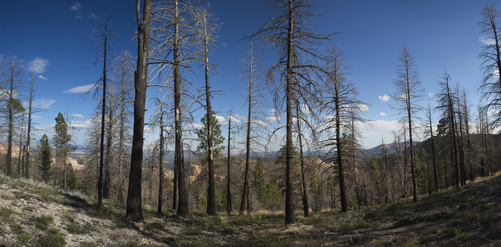 Burned forest in Bryce Canyon National Park