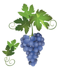 a bunch of blue grapes - vector
