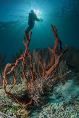diver silhouette and soft coral