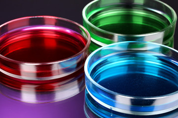 color liquid in petri dishes on violet background