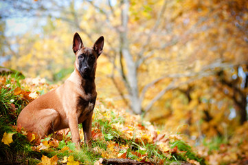 malinois belgian shepherd autumn portrait