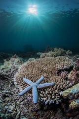 blue starfish on coral head