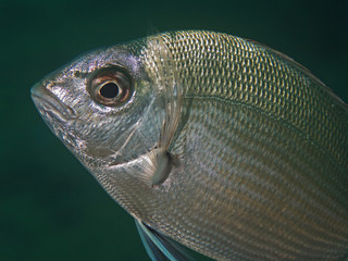 Grosse Geiss Brasse (Diplodus sargus sargus)