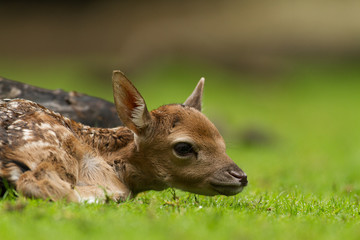 Fallow Deer fawn